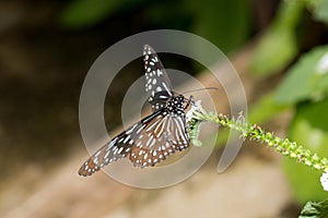 Front view of a malachit falter butterfly with half open wings photographed in a glasshouse