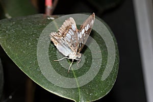 Front view on a malachit falter sitting on a green leaf with half open wings in a greenhouse in emsbÃ¼ren emsland germany