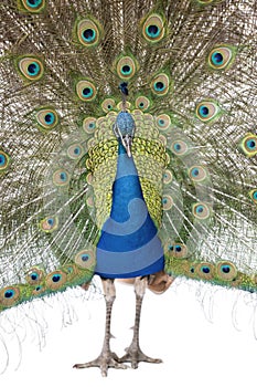 Front view of Male Indian Peafowl displaying tail photo