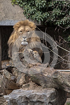 Front View Male Lion At The Artis Zoo Park At Amsterdam The Netherlands 30-3-2022