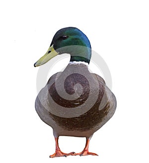 Front view of a Mallard Duck