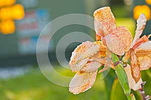 Yellow-orange, hybrid Lilly