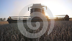 Front view of modern harvester gathering crop of ripe wheat in field at sunset time. Combine riding through rural