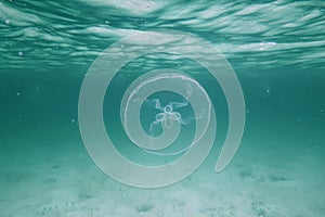Mesiac medúza v bahamské ostrovy 