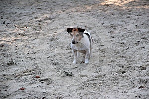 Front view in multi colored on a jack russell terrier sitting in the sand in meppen emsland germany