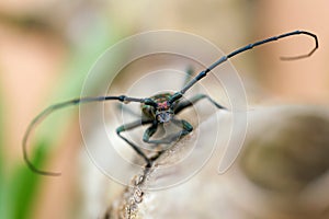 Front view of a Musk beetle Aromia moschata