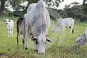 Front view of a Nellore bull eating green grass in the countryside of Brazil