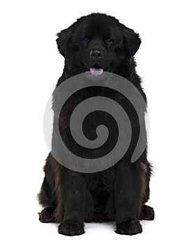 Front view of Newfoundland dog sitting