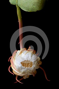front view of night-blooming cereus flower bud isolated