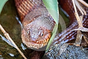 Front view of a Northern Water Snake