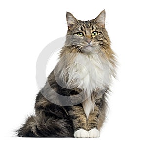 Front view of a Norwegian Forest cat sitting