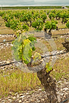 Front view of old grape vines at a southwest region winery in Spain