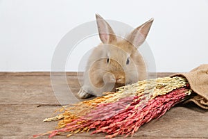 Front view one baby red bunny rabbit on wood with colorful grass and white background in studio