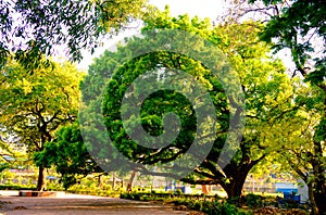 Front View of one old large banyan tree in public park at autumn sunset time. Brightly lit by beautiful sunbeam on treetop.