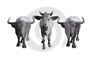 Front view, one white cows, two black buffalo are standing and looking on white background, animal, object, decor, copy space