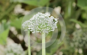 Front view of a Organic Onion flower