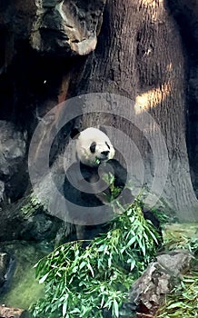 Front view of a panda, also called giant panda or panda bear, from the mammal species of the bears