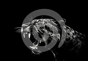 Front view of Panther on black background. Wild animals banner with copy space. Predator series walking out of the dark into the