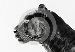 Front view of Panther on white background. Wild animals banner with copy space. Predator series walking out of the dark into the