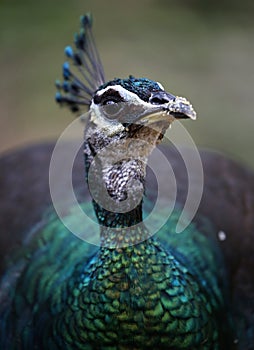 Peacock in Kuala Lumpur Bird Park, Malaysia.