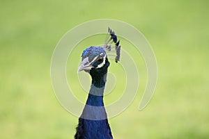 Front view of a peacock, a magical animal on the African continent