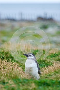 Front view of penguin on meadow
