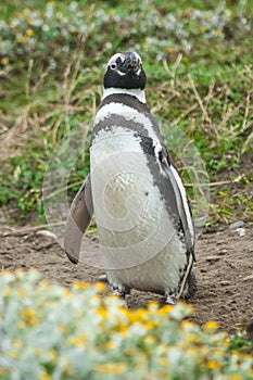 Front view of penguin standing