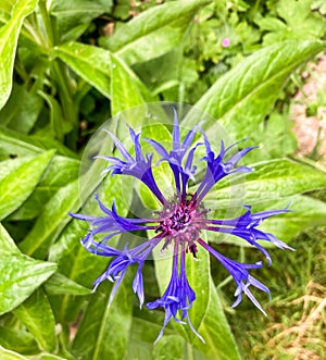 Front view of a perennial cornflower, in sharp focus with a blurred green background