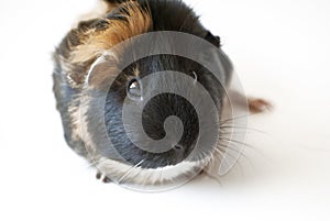 Front on view of pet guinea pig