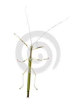 Front view of Phasma, stick insect, photo