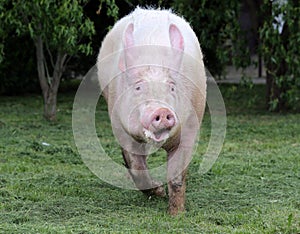 Front view photo of pink colored young sow on the meadow