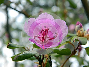 Front view of a pink Ledebour rhododendron flower