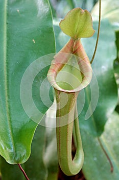Front view of pitcher cup of Nepenthes family carnivorous plant, called tropical pitcher plant.