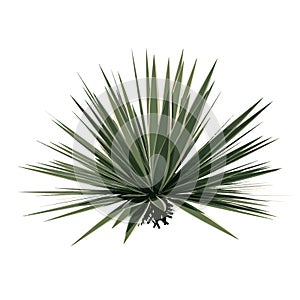 Front view of Plant Agave Tree png illustration vector