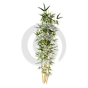 Front view of Plant Bamboo 3 Tree png illustration vector
