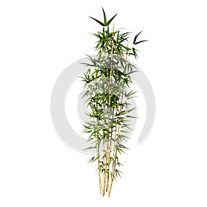 Front view of Plant Bamboo 3 Tree white background 3D Rendering Ilustracion 3D photo