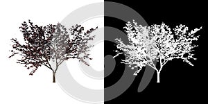 Front view of Plant Cercis canadensis Forest Pansy- 1 Tree png with alpha channel to cutout made with 3D render