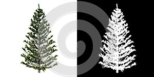 Front view of Plant Fir Tree Prune Conifers- 1 Tree png with alpha channel to cutout made with 3D render