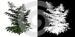 Front view Plant Flower  goat`s beard Aruncus dioicus 1 Tree png white background alpha 3D Rendering 3D Ilustracion photo