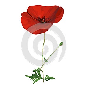Front view of Plant Flower  Papaver rhoeas Common Poppy 3.2 Tree illustration vector