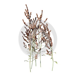 Front view of Plant  flower plant 1 Tree white background 3D Rendering Ilustracion 3D photo