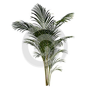 Front view Plant Golden cane palm Dypsis lutescens 2 Flower Tree white background 3D Rendering Ilustracion 3D photo