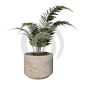 Front view of Plant helecho Filicopsida pot with fern Tree white background 3D Rendering Ilustracion 3D photo