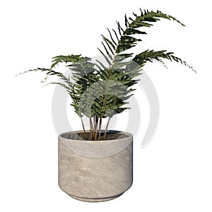 Front view of Plant helecho Filicopsida pot with fern  Tree white background 3D Rendering Ilustracion 3D photo