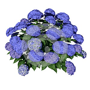 Front view of Plant  Hydrangea Macrophylla Let`s Dance Blue Jangles Hydrangea 1 Tree illustration vector