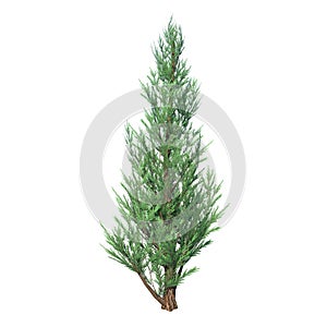 Front view of Plant  Juniper 1 Tree white background 3D Rendering Ilustracion 3D photo