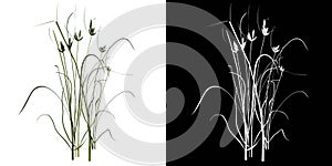 Front view of Plant Lawn Grass Grass 2 Tree png with alpha channel to cutout made with 3D render