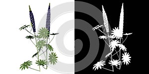 Front view of Plant Lupinus angustifolius narrowleaf lupin 2 Tree png with alpha channel to cutout made with 3D render