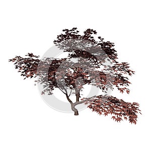 Front view of Plant Mature Japanese Maple 1 Tree illustration vector