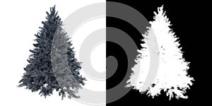 Front view of Plant Picea Pungens Baby Blue Eyes 1 Tree png with alpha channel to cutout made with 3D render